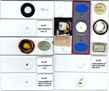 Assorted Microscope Slides (W)