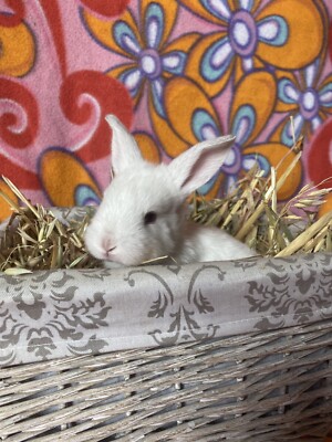 mini lop netherland dwarf
