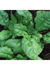 America Spinach Seeds, NON-GMO, Heat Tolerant, Smooth Leaf Spinach, FREE SHIP