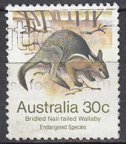 Australien gestempelt Tier Wildtier Kurznagelkänguru Känguru Tierwelt / 2809
