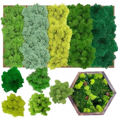 MARKENLOS Islandmoos, Moos in 5 Versch 200G Für Moosbilder Authentisch langlebig langlebig