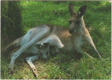 KANGAROO & JOEY KOALA PARK WEST PENNANT HILLS SYDNEY NSW MESSENT POSTCARD