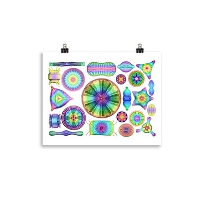 Ernst Haeckel Rainbow Diatoms Poster
