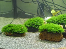 Mini muschio fenice fissidens sp. Mini su lava taglia S rarità / pianta acquatica