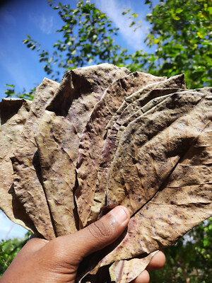 100PCS Dried Catappa indian almond leaves shrimp betta fish aquarium care
