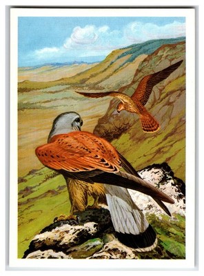 1988 Russian Art Postcard Common Kestrel Birds of Prey Illustration V.G. Egorov