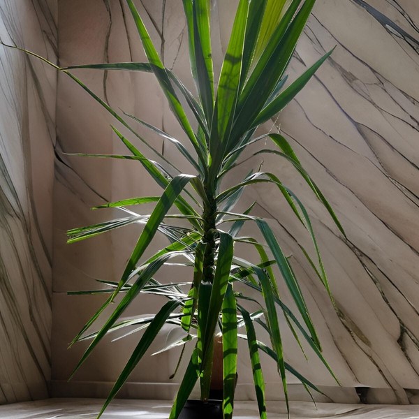 Planta Natural Planta de Palmera Yucca Elegans. Altura Planta 180 Cm
