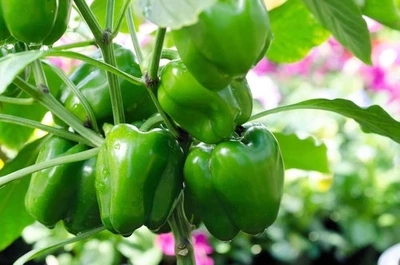 SEEDVILLE USA 200 Sweet Green CALIFORNIA WONDER Bell PEPPER Capsicum Annuum Vegetable Seeds