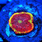 Corals of Eden ~ WYSIWYG Live Coral Frag ~ Yellow Jacket Bejewed Favia Coral — photo 4