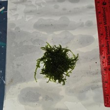 live java moss grown submerged 