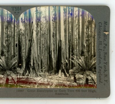 Gum Tree or Great Eucalyptus Australia Keystone Stereoview