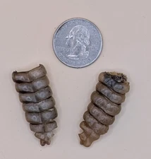 2 Nice Western Diamondback Rattlesnake Rattle #12-135