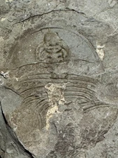 TRILOBITE FOSSIL  OLENELLUS #2
