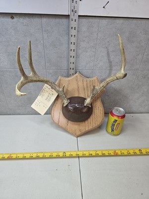 Wild 6 Point 73'' Whitetail Deer Antler Rack Horn Skull Plate Decor Man Cave