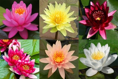 Live Hardy Water Lily Tubers  Aquatic Pond Plants Lilies Multiple Colors Avail