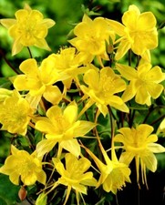 COLUMBINE Aquilegia chrysantha Yellow 400 seeds + FREE REUSABLE PLANT