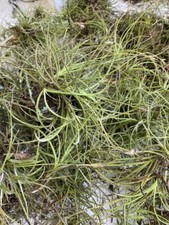 Tillandsia Recurvata 12 Clusters Ball Moss Wild Air Plant Florida