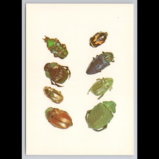 Vintage Insect Postcard Smithsonian Institution Unposted Scenic Collectible View