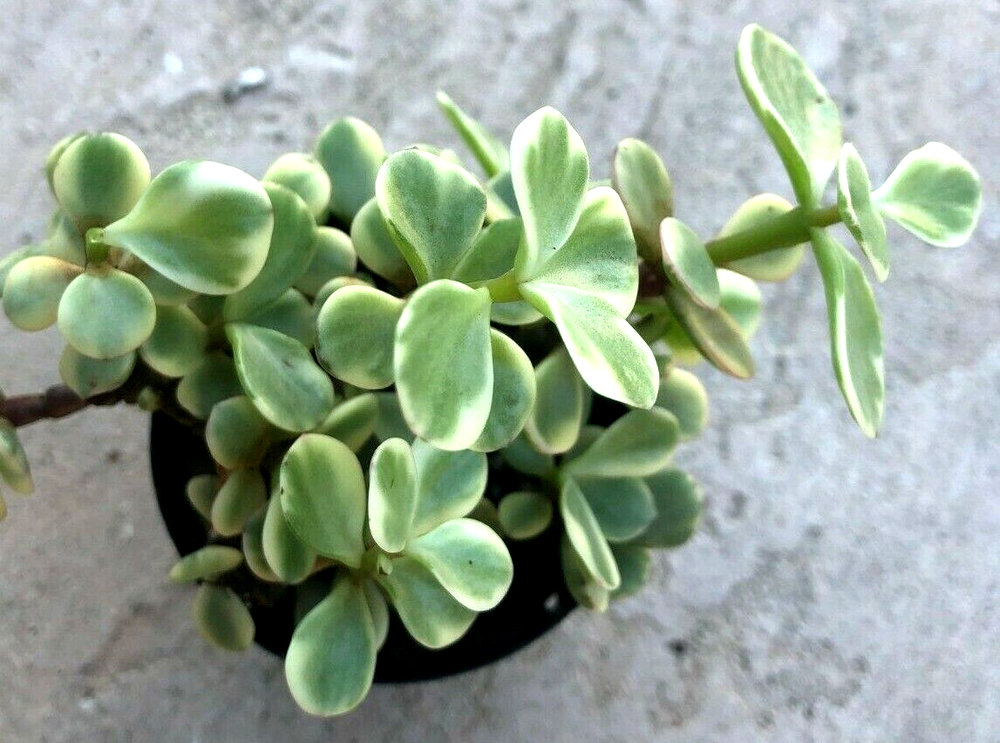 Variegated Rainbow Bush Portulacaria Afra in 2.5 Inch Pot