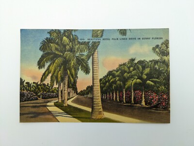 Vintage Linen Postcard BEAUTIFUL ROYAL PALM LINED DRIVE SUNNY FLORIDA