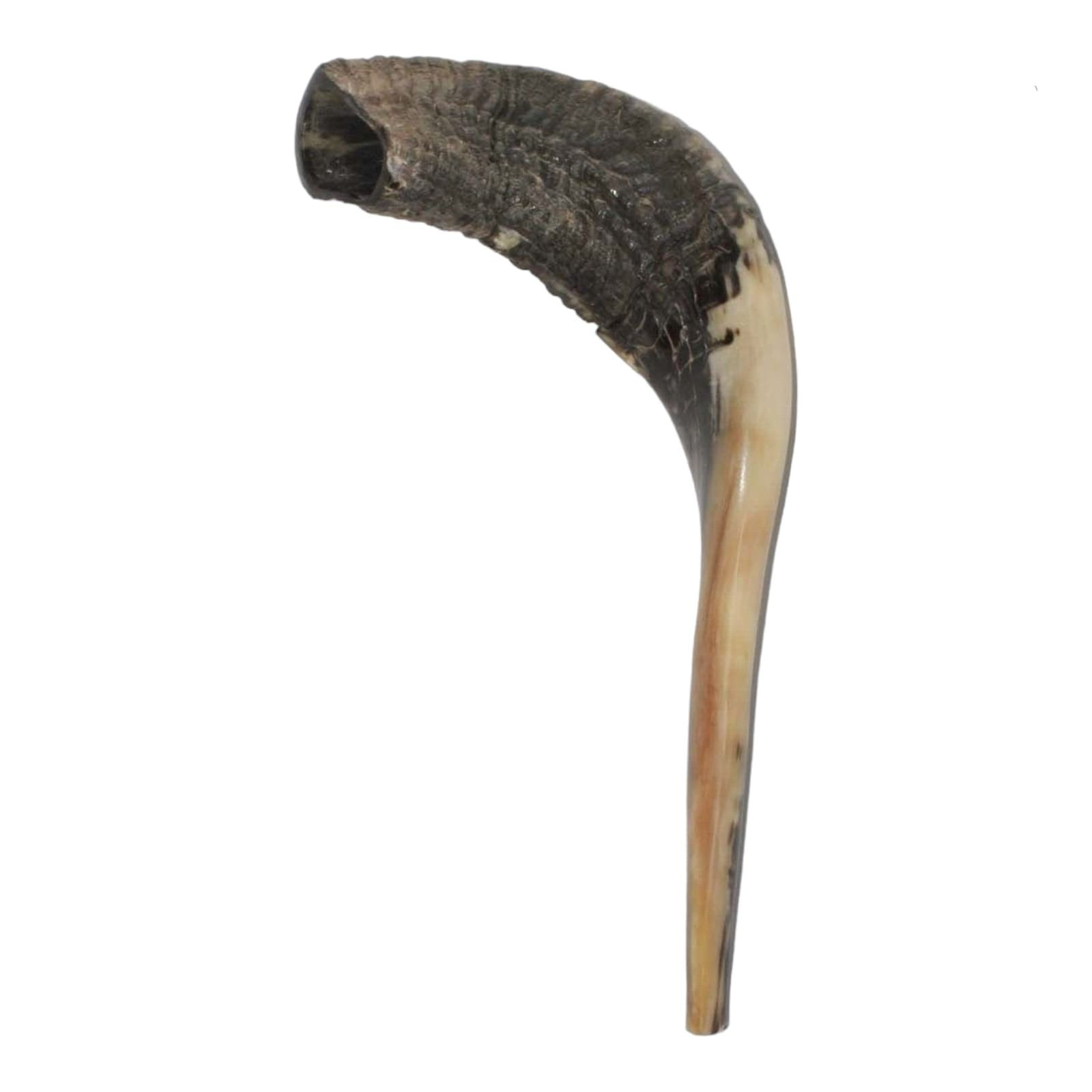 What is the actual size of the Yaliland Shofar ram's horn? 🐏 - Answers