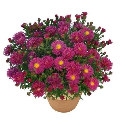 New England Aster Carmine Red Live Plant - Full Sun, Flower, USDA Zone 4