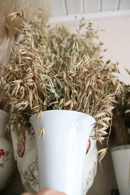 MARKENLOS 5 Ährensorten Hafer Gerste Weizen Roggen Dinkel Sachkunde Unterricht Getreide