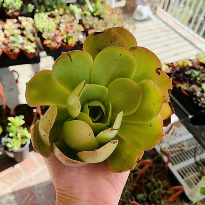 shrek ears succulent Buy Crassula Shrek's Ears