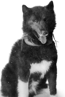 Balto Siberian Husky Hund 4x6 Foto  