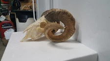 FULL CURL GOAT SHEEP SKULL whitetail deer mule antlers antelope taxidermy sheds