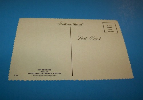 San Diego Zoo Vintage Postcard   Koalas     San Diego, California - Foto 2 di 2