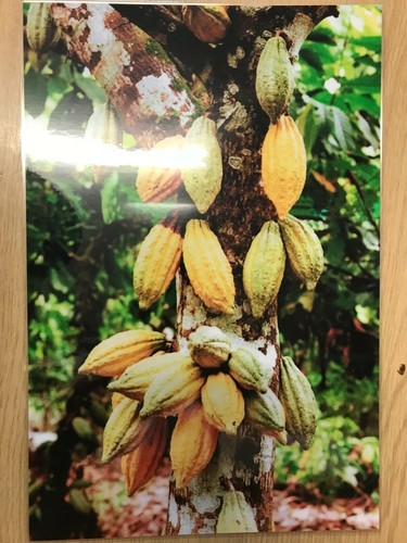 International Primary Curriculum Milepost 2: Educational Learning Pack Photocard - Picture 6 of 8