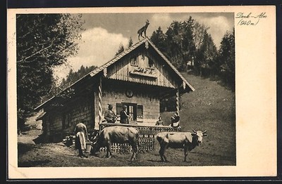 Lenggries, Denk-Alm, farmer's wife with cows, postcard 1936 