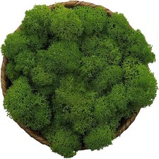Stardom Moss Preserved Moss for Fairy Gardens, Terrariums, Any Craft 3OZ Green