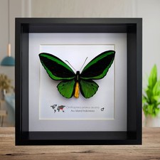 Framed Ornithoptera Priamus Butterfly, Green Birdwing Taxidermy, Entomology
