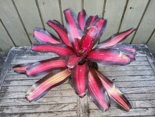 Neoregelia 'Margaret' rare bromeliad 6''pot