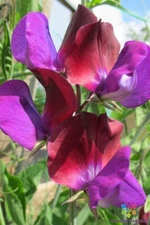 50+ Matucana Sweet Pea Seeds for Garden Planting - USA - FREE SHIPPING!