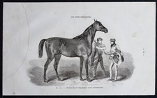 1882 - Puledro Puro Sangue Inglese - Incisione Antica - Cavallo & da Equitazione
