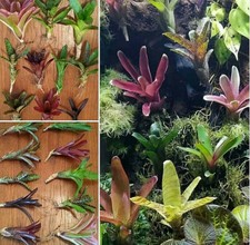 BROMELIAD Terrarium Vivarium Wholesale ULTIMATE Neoregelia 10 Pack 10 Varieties