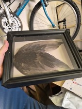 Large Bird Wing Taxidermy Frame Wall Art Home Decor Display
