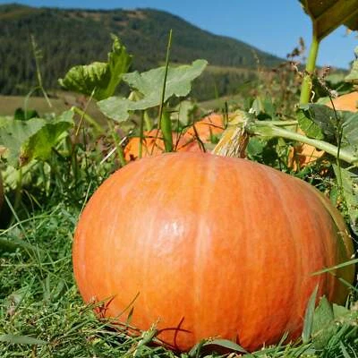 BACK TO NATURE SEED COMPANY Connecticut Field Pumpkins - Seeds - Non Gmo - Heirloom Pumpkin Seeds