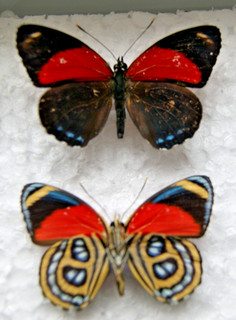 Callicore cyllene butterfly set specimen Peru 4.5cm wingspan