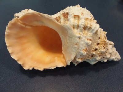apple seashell