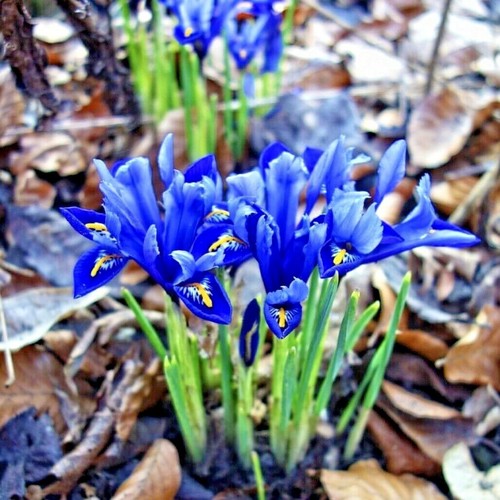 100 DWARF IRIS BULBS 'RETICULATA' SPRING FLOWERING GARDEN PLANTS FLOWER