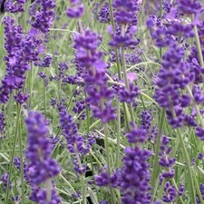 Herb Seed: Lavender -Vera Seeds Fresh Seed