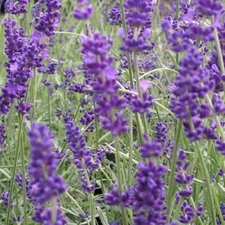 Herb Seed: Lavender -Vera  Seeds Fresh Seed