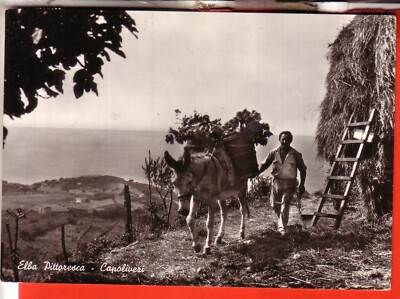 POSTCARD CAPOLIVERI ISLAND OF ELBA B/W TRAVELLED 1967 FARMER WITH BEAUTIFUL MULE