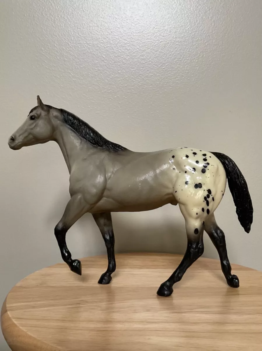 Stock Horse Stallion, Bay Appaloosa