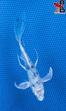 5" BUTTERFLY SHIRO BEKKO Live Koi Fish Garden Pond 11/13