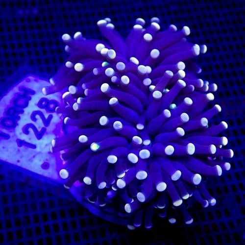 Australian Pink Tip Torch Coral WYSIWYG Torch 1228